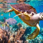 Major Reasons to Stay at Taj Coral Reef Maldives