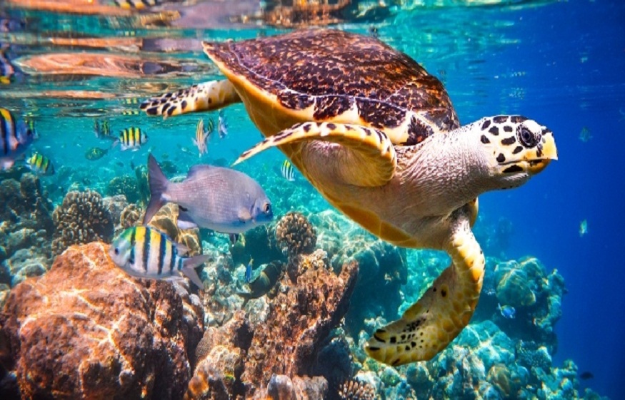 Coral Reef Maldives